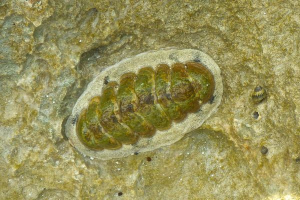 Chiton - Fuzzy Chiton