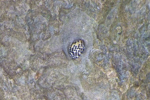 Sea Snails - Checkered Nerite Sea Snails - Checkered Nerite