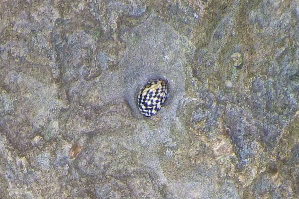 Sea Snails - Checkered Nerite