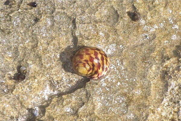 Sea Snails - Bleeding Tooth Nerite Sea Snails - Bleeding Tooth Nerite