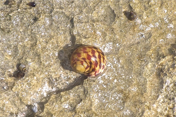 Sea Snails - Bleeding Tooth Nerite