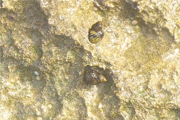 Sea Snails - Virgin Nerite