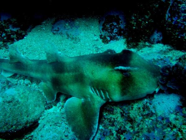 Sharks - Crested Horn Shark