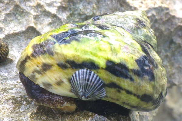 Sea Snails - Striped False Limpet