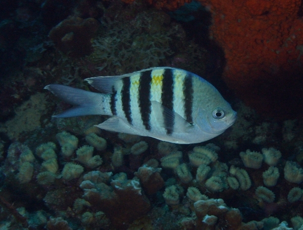 Damselfish - Sergeant Major