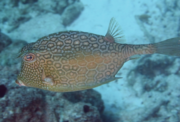 Filefish - Honeycomb filefish