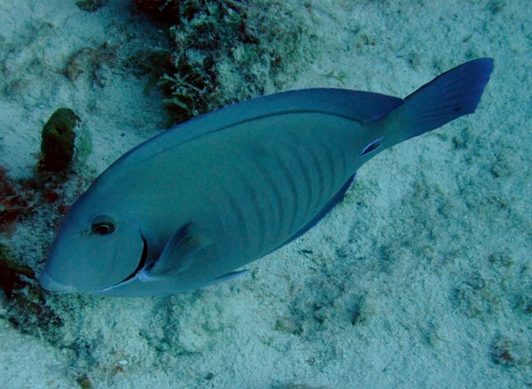 Surgeonfish - Doctorfish