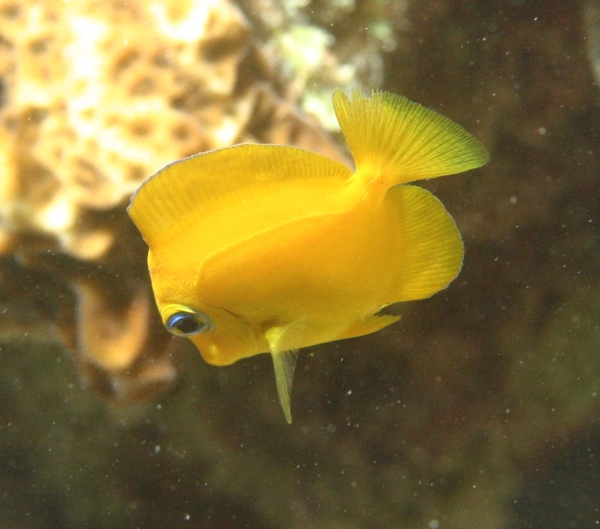 Surgeonfish - Blue Tang