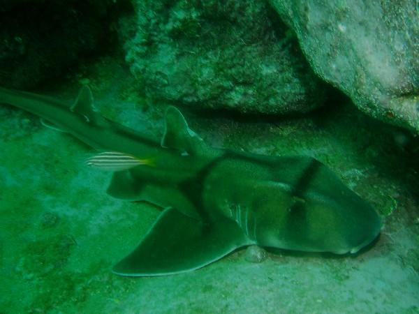 Sharks - Port Jackson Shark