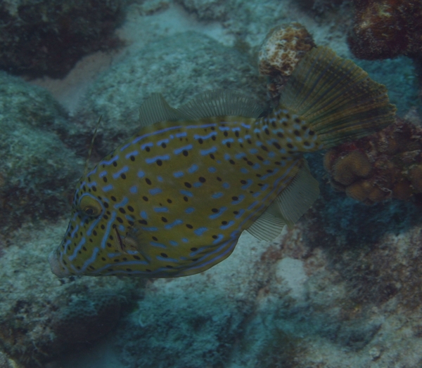 Filefish - Scrawled Filefish