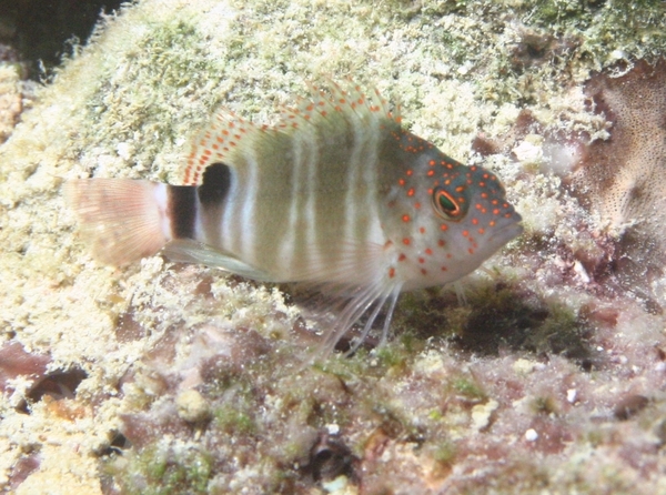 Hawkfish - Redspotted Hawkfish