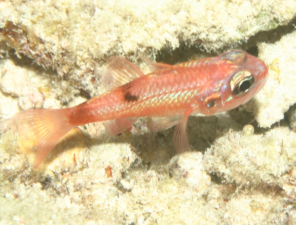 Cardinalfish - Flamefish