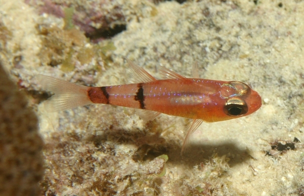 Cardinalfish - Belted Cardinalfish