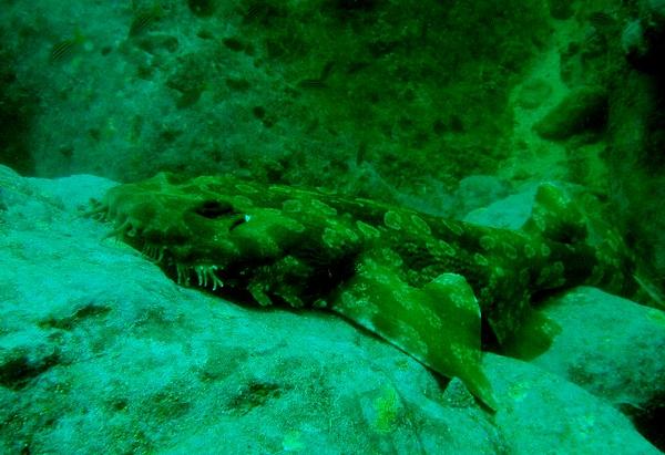 Sharks - Spotted Wobbegong