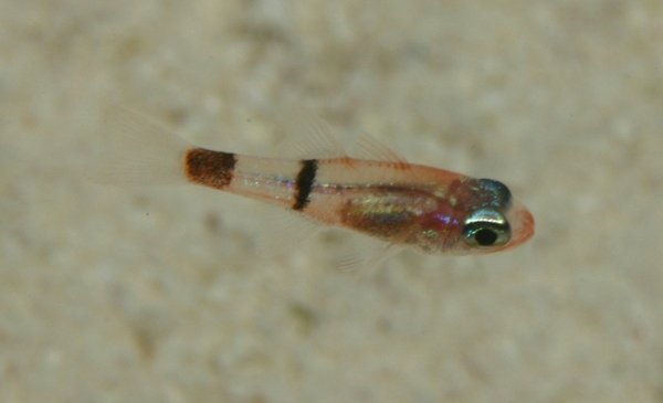 Cardinalfish - Belted Cardinalfish