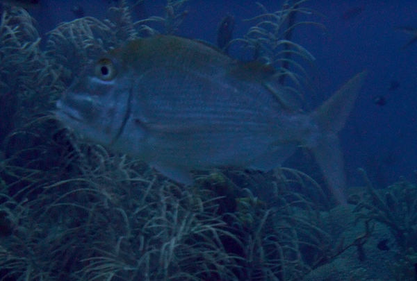 Porgies - Sheepshead