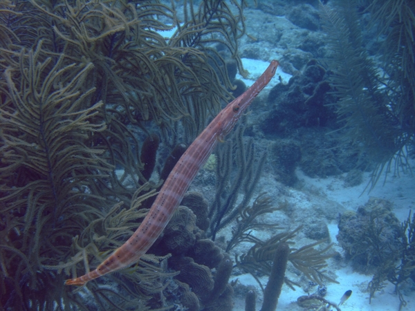 Trumpetfish - Trumpetfish