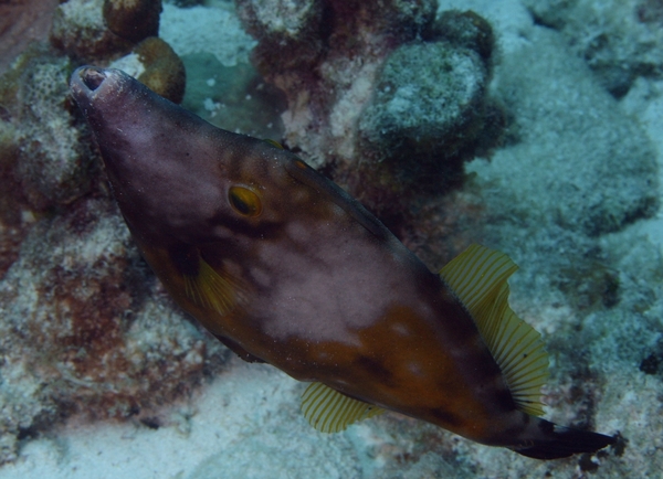 Filefish - Whitespotted Filefish