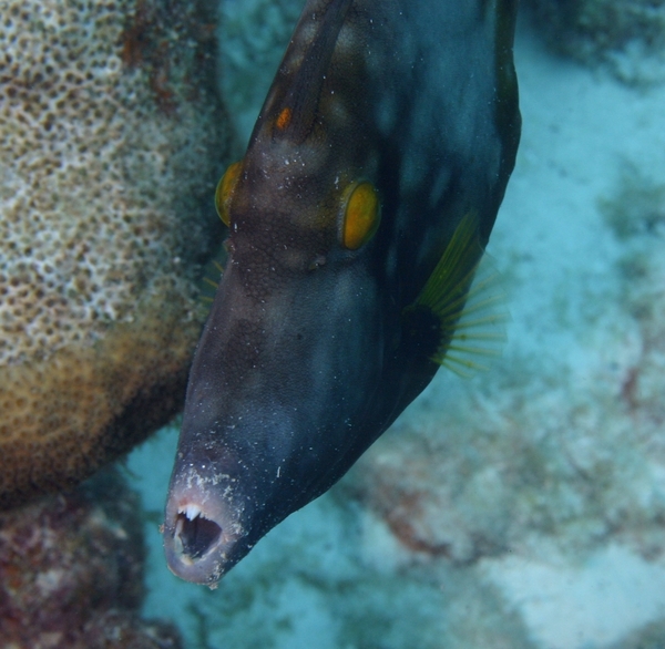 Filefish - Whitespotted Filefish