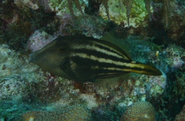 Filefish - Orangespotted Filefish