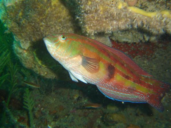 Wrasse - Senator Wrasse