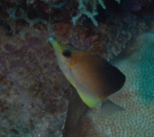 Butterflyfish - Longsnout Butterflyfish