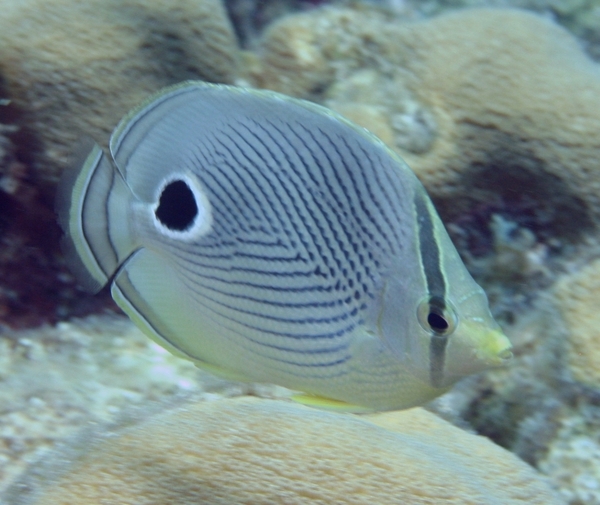 Butterflyfish - Foureye Butterflyfish