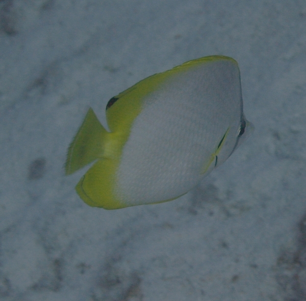 Butterflyfish - Spotfin Butterflyfish