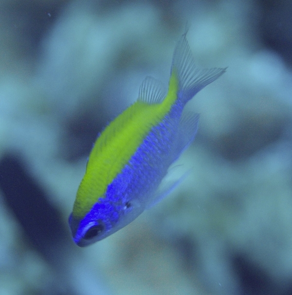 Damselfish - Sunshinefish