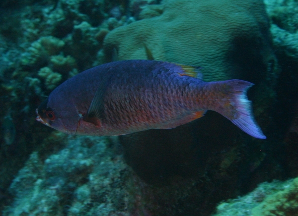 Wrasse - Creole Wrasse