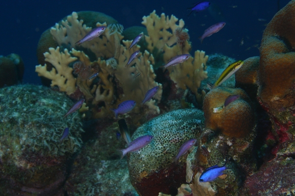 Wrasse - Creole Wrasse