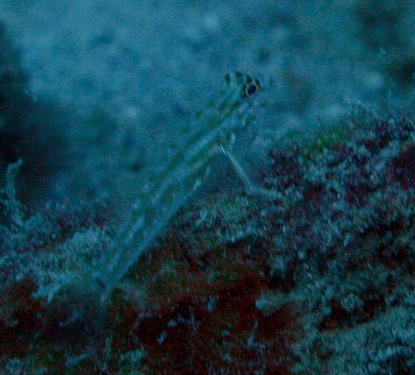 Gobies - Pallid Goby