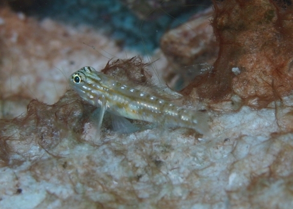 Gobies - Bridled Goby