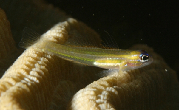 Gobies - Peppermint Goby