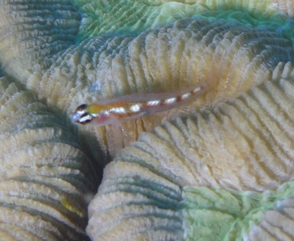 Gobies - Glass Goby