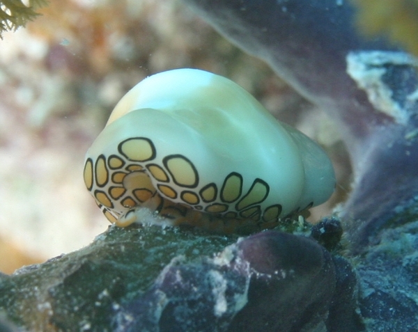 Nudibranches - Flamingo Tongue