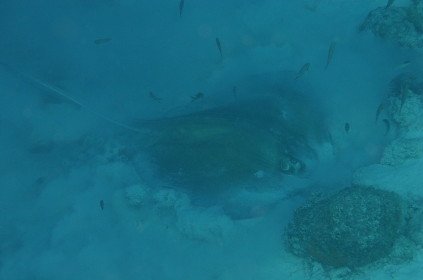 Stingrays - Southern Stingray