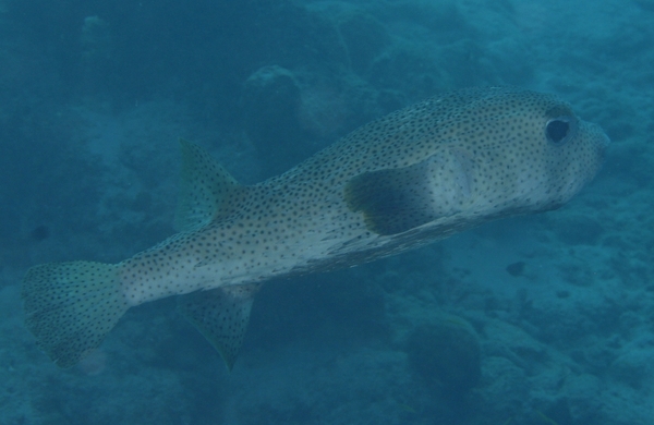 Porcupinefish - Porcupinefish