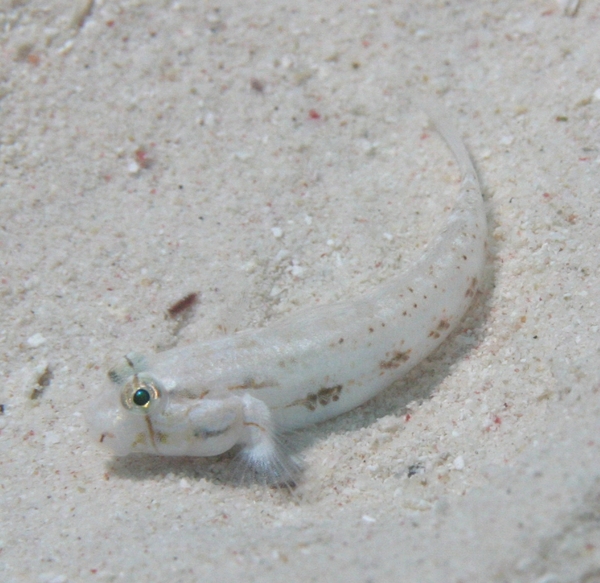 Gobies - Goldspot Goby