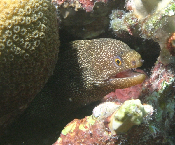 Moray - Goldentail Moray