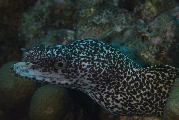 Moray - Spotted Moray