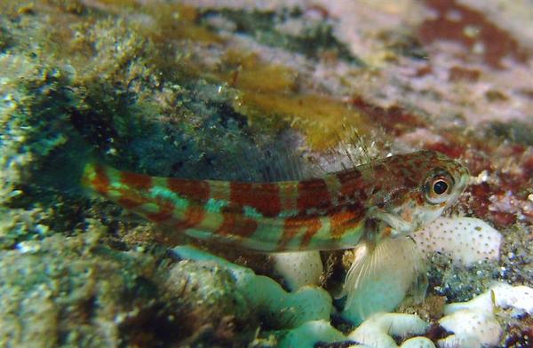 Gobies - Broad-banded Pygmy Goby