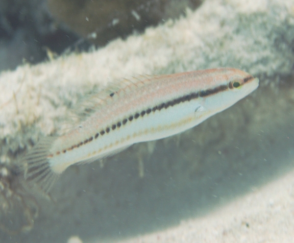 Wrasse - Slippery Dick