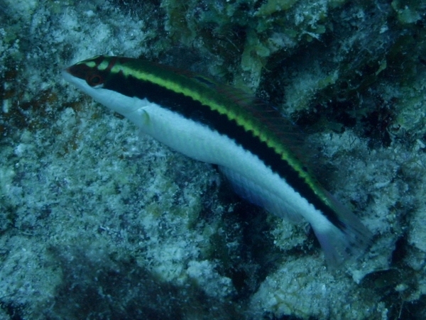 Wrasse - Clown Wrasse