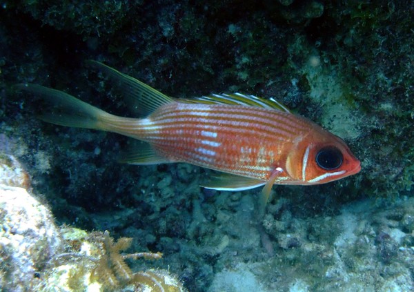 Squirrelfish - Longspine Squirrelfish