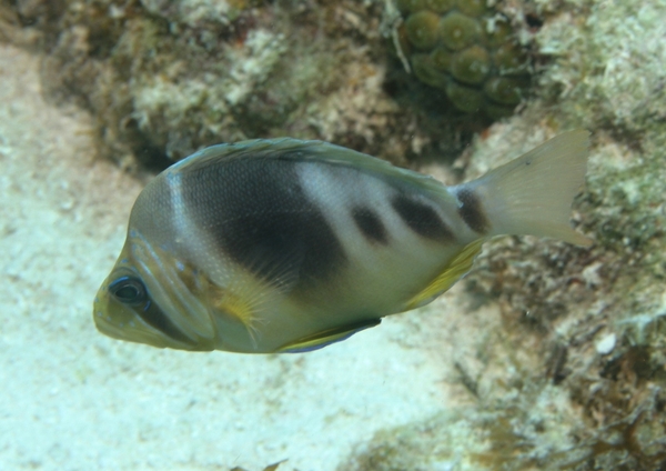 Hamlets - Barred Hamlet