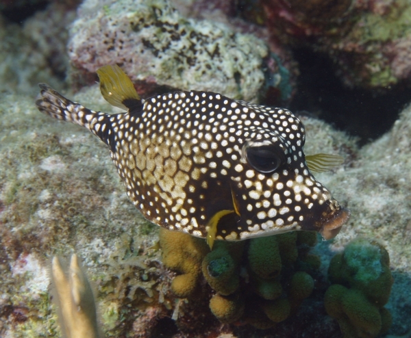 Trunkfish - Smooth Trunkfish