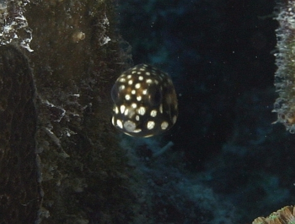 Trunkfish - Smooth Trunkfish