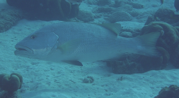 Snappers - Cubera Snapper