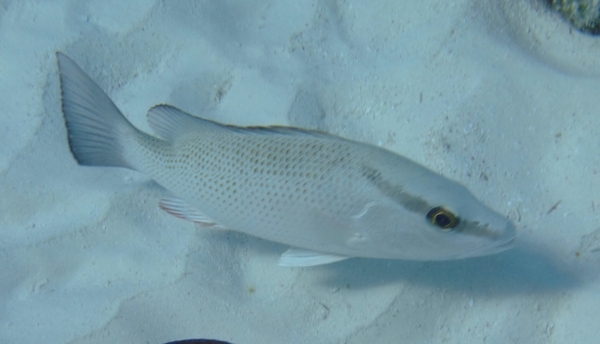 Snappers - Gray Snapper